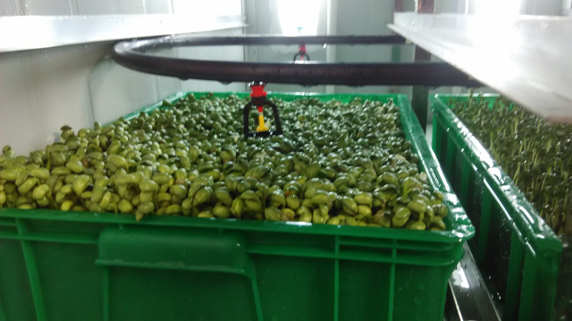 沂蒙残疾人发明豆芽机,民间牛人发明豆芽机400斤