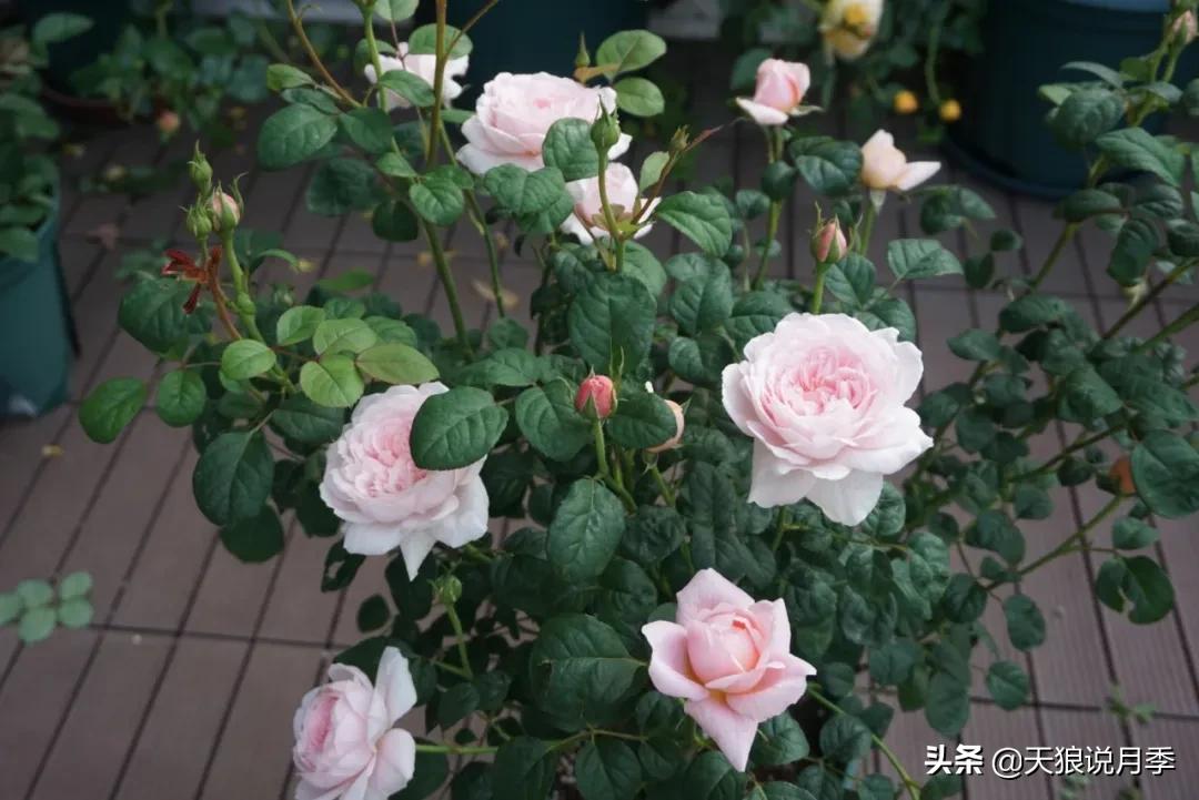 花友家的春花都开爆爆爆了，快来云赏花！（上）