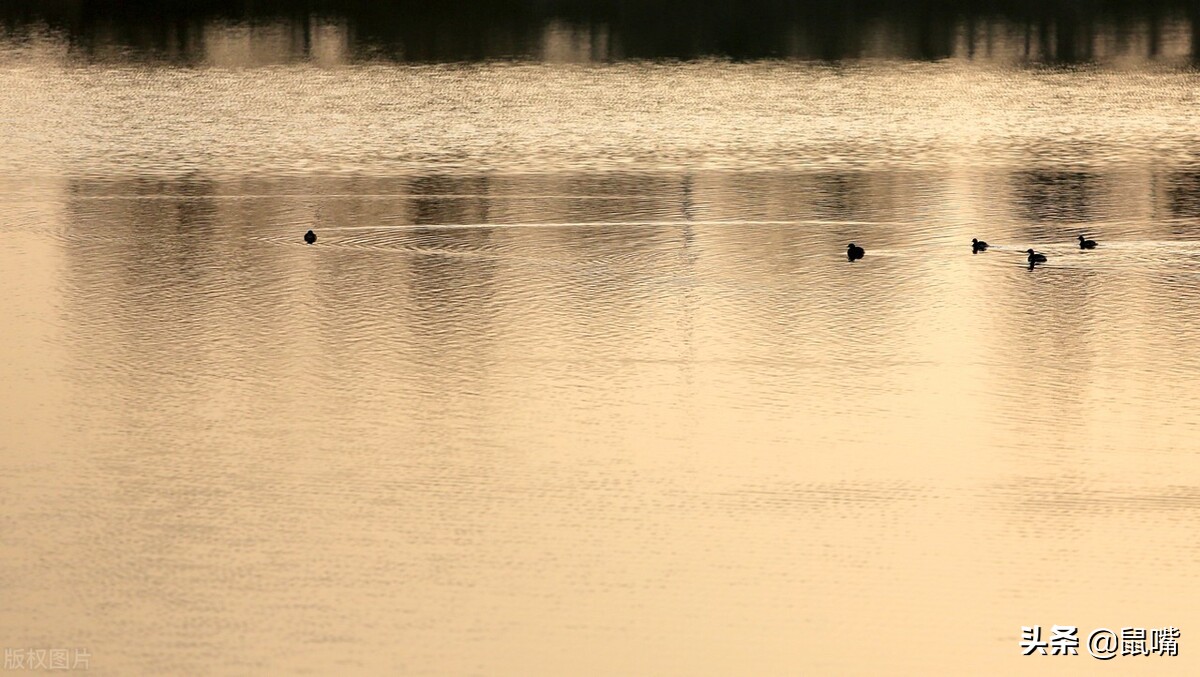 世说新语二则的译文,世说新语王子敬译文