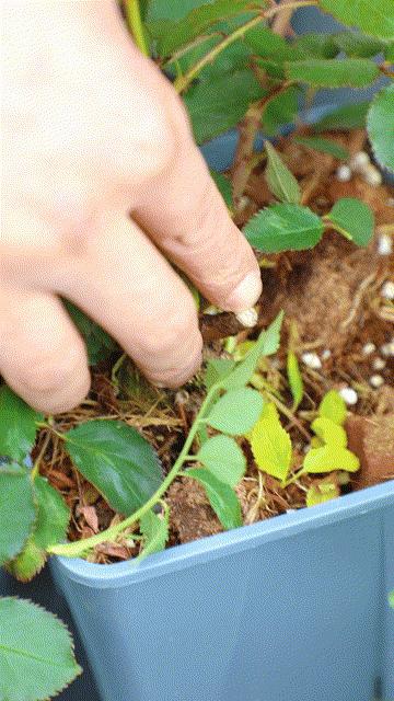 天狼说月季花苞着色后怎么用肥,天狼说月季冬季扦插月季的视频