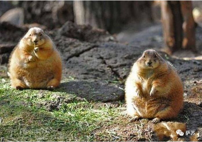 猛犸象灭绝是人类导致的吗,猛犸象灭绝原因的推测有几点