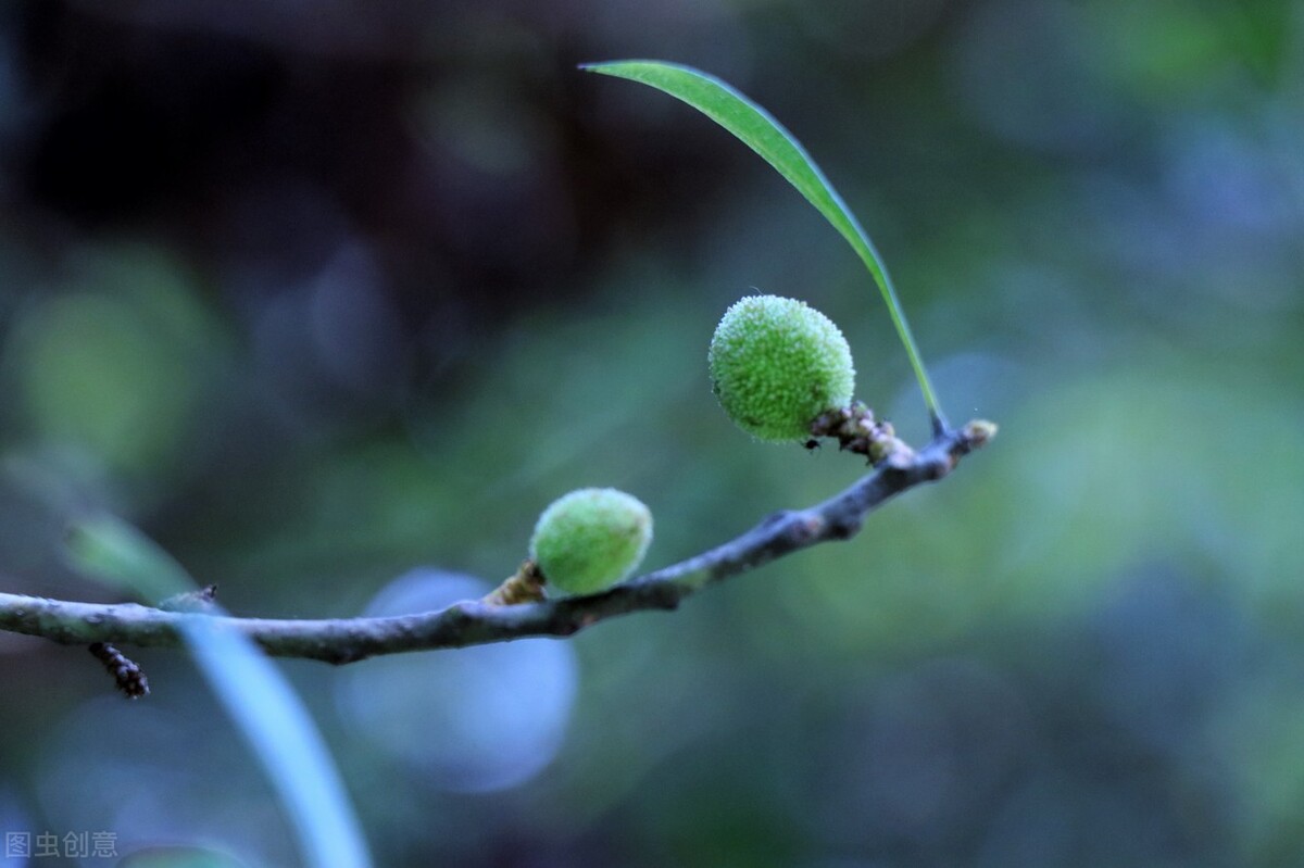 杨梅是什么季节的水果,杨梅长什么样子才是不能吃的呢