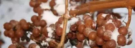 世界七大葡萄产区,世界七大葡萄海岸