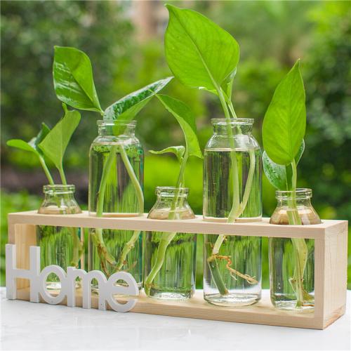 绿萝剪枝水培方法养龟,水培绿萝和鱼一起养