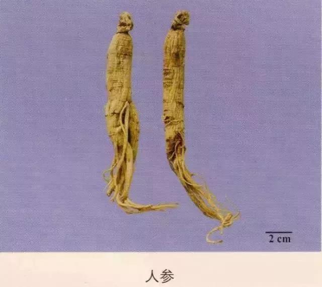 中药材图片大全大图带药名,200多味中药材图谱带图