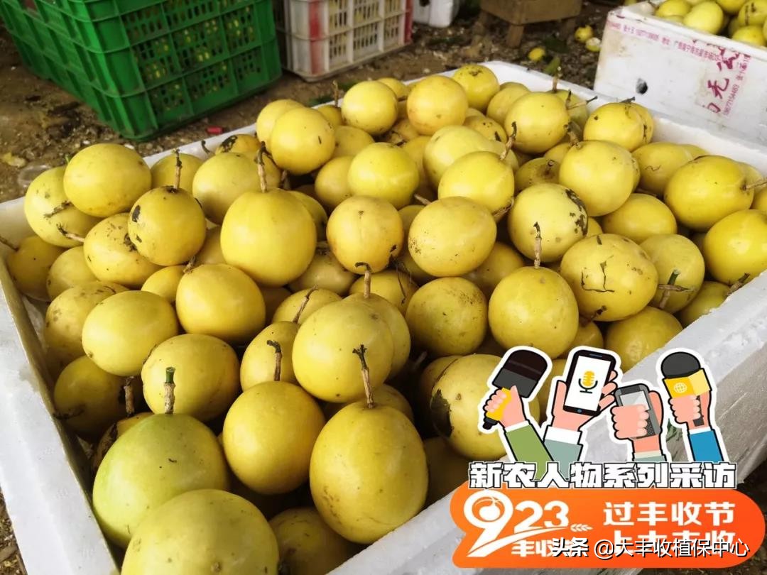 当下黄金百香果最好的品种是,黄金百香果和紫皮百香果哪个好种