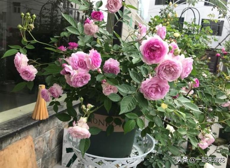 十大公认最好养切花月季,月季盆栽皮实好养的品种排名