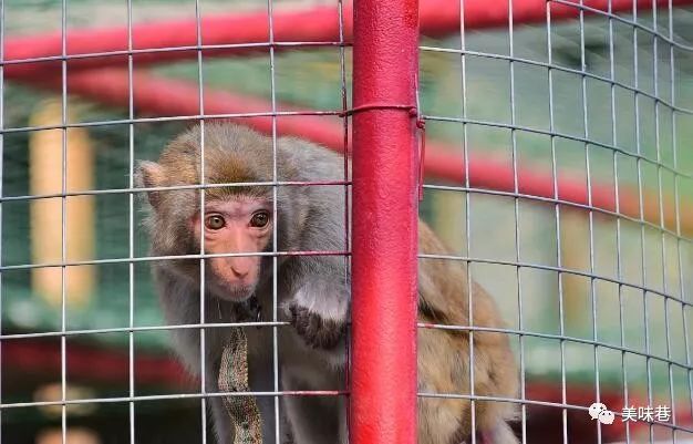 除了蝙蝠，这10大野味也不可食用，为了自己的健康，请管住嘴