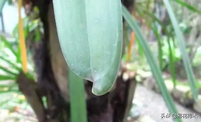 硬叶兰与纹瓣兰哪个贵,兰花老品种出艺莲瓣兰