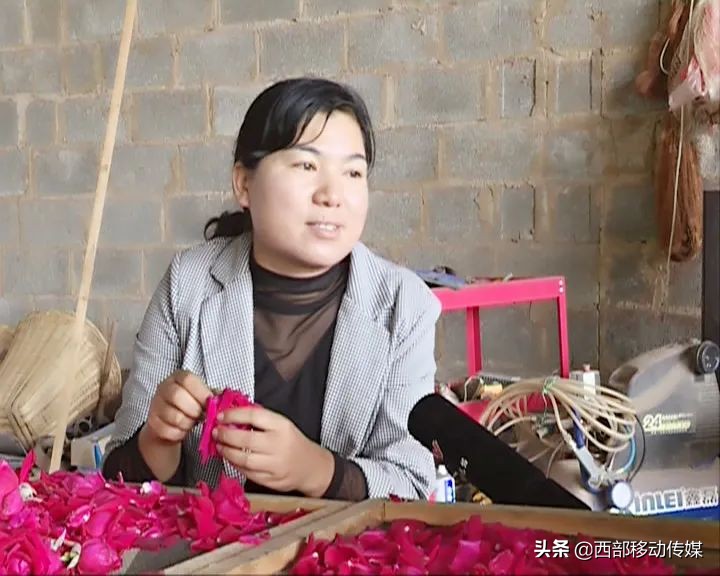 易门县赵红梅图片,易门赵红梅