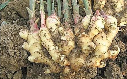 生姜盆栽方法大全,生姜盆栽可以多次收获