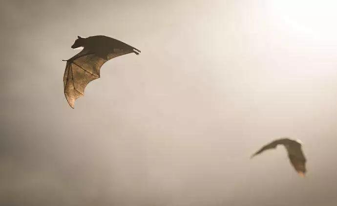 蝙蝠给人类敲响的警钟,蝙蝠对人类有帮助和贡献