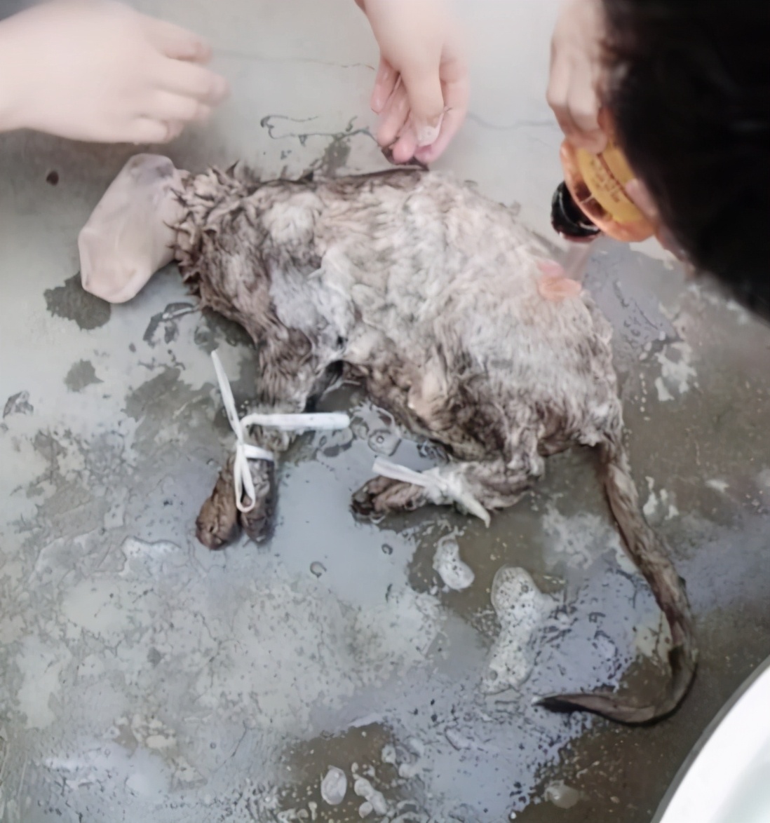 邻居在院子里洗东西，凑近后才发现是只猫：这方法还挺不错的