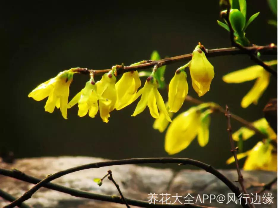 好书推荐快来领取你的宝藏书单,100种百花图谱大全