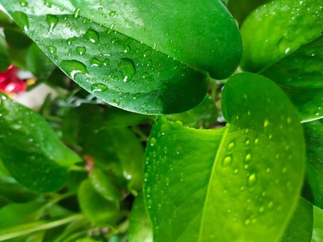 晚上绿萝叶片上有水是咋回事呀,绿萝缺水会出现啥症状