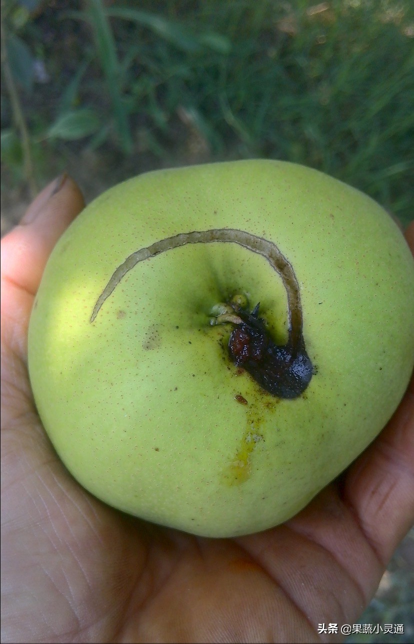 梨小食心虫蛀果过程,危害梨果实的害虫