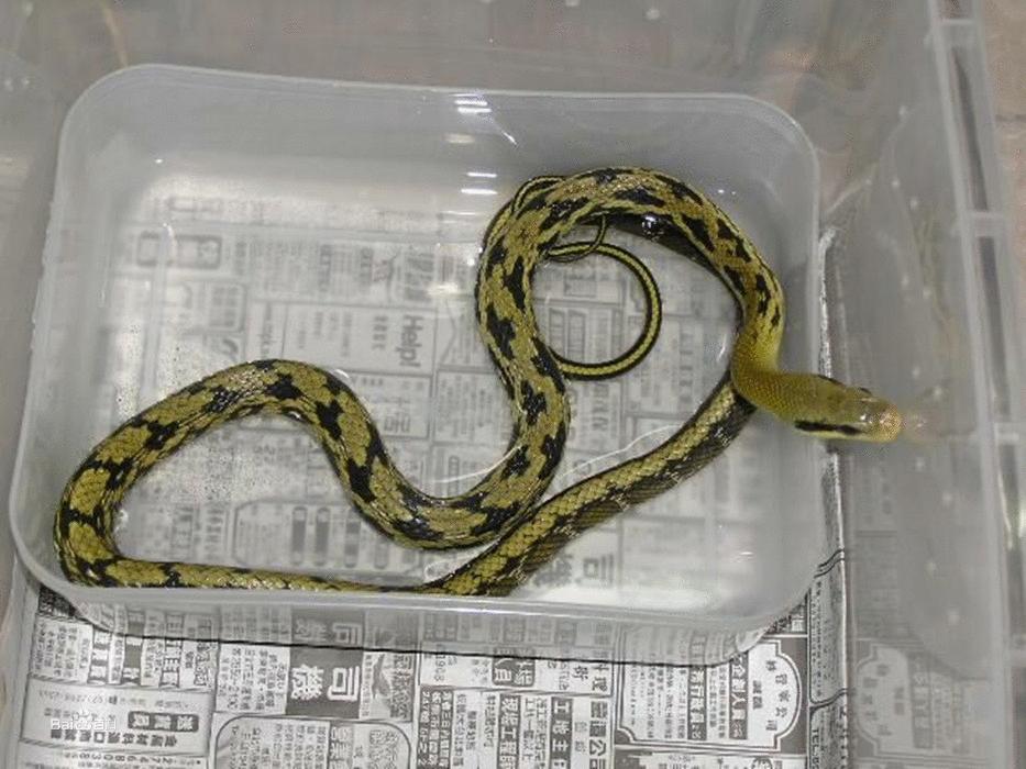 农村常见的蛇的克星,民间传说不怕蛇的蛇