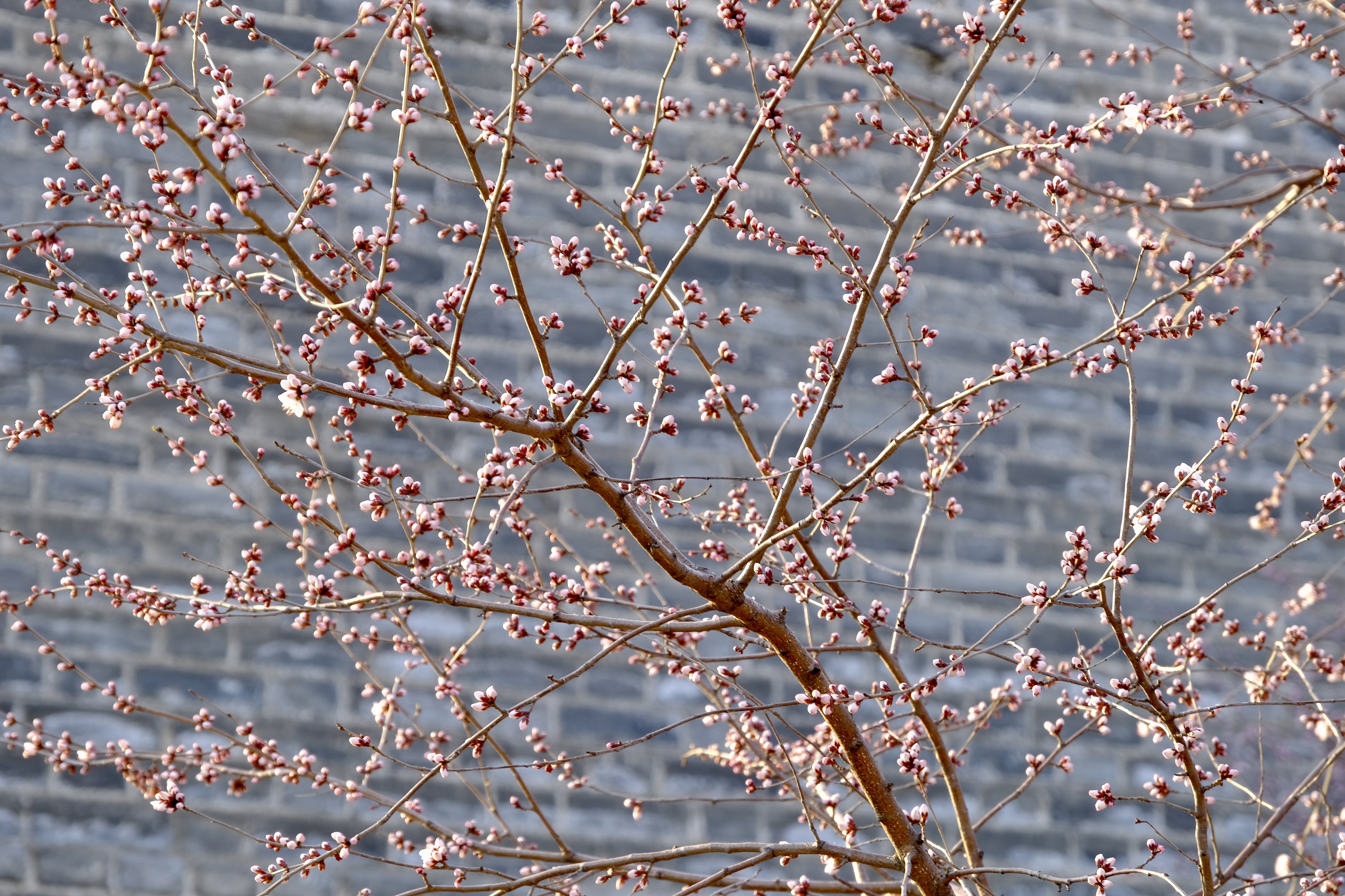 开往地铁上的春天,开往春天的地铁邂逅京城的花开