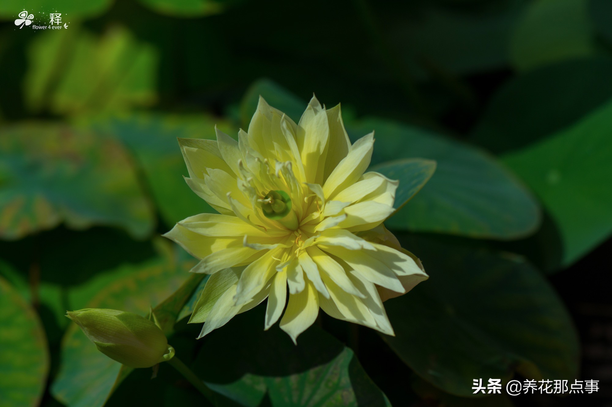 碗莲怎么养才能爆红,碗莲怎么弄好看又好养活