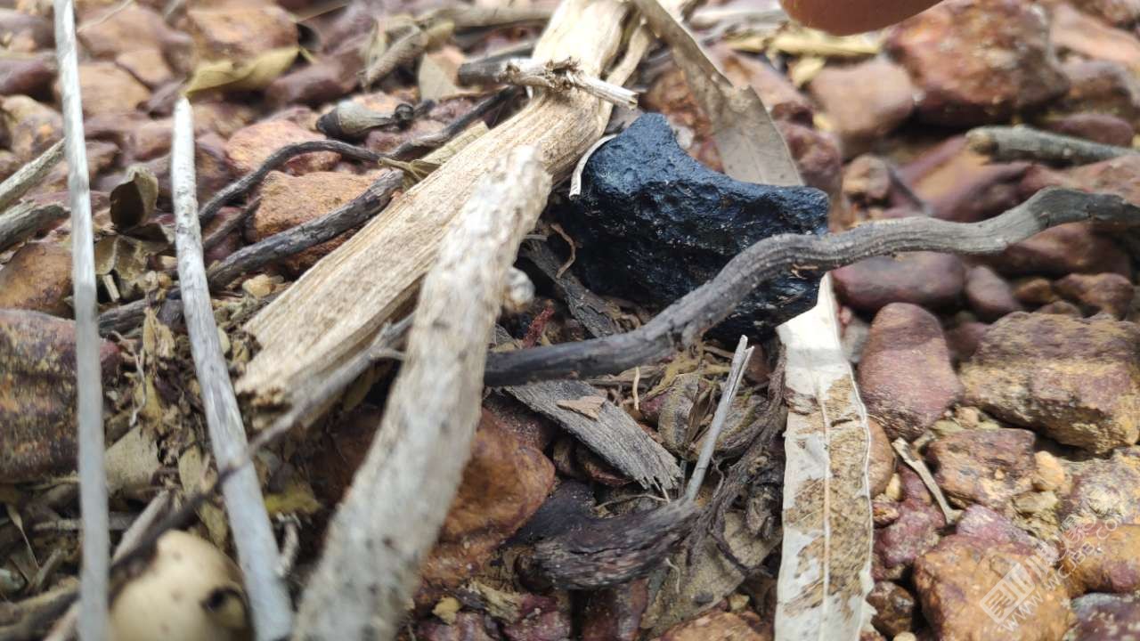 雷公屎有什么药用价值,雷公屎是什么东西