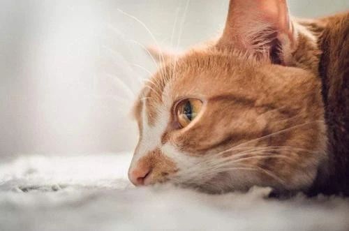 猫便便是黑色的如何在家救治,幼猫拉粪便带血丝是怎么回事