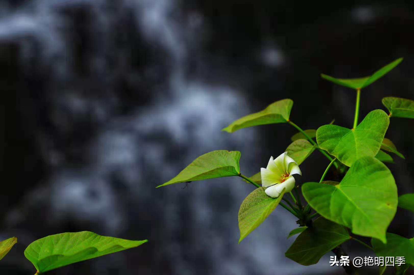 平顶山画眉谷旅行,鲁山县画眉谷视频