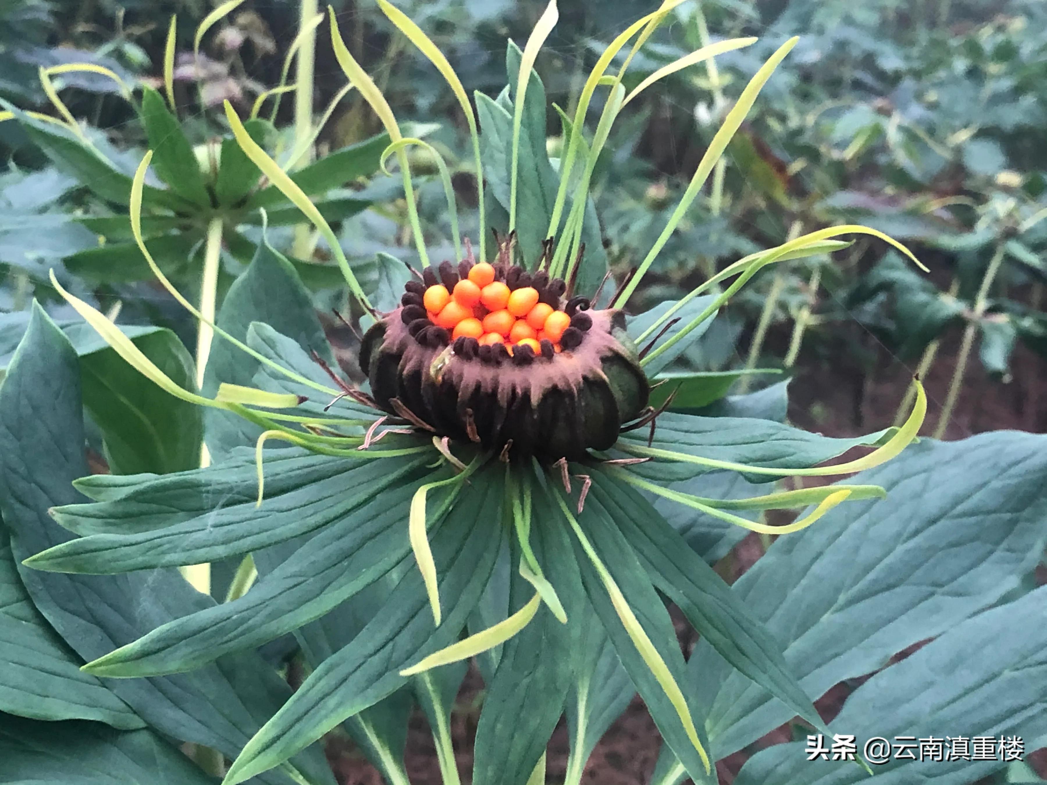 农村1种“蛇草”，叶片1层接1层，就像宝塔一样，人称“重楼”