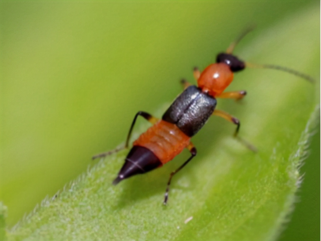 被隐翅虫咬伤有多可怕,被隐翅虫咬后症状图片及治疗方法