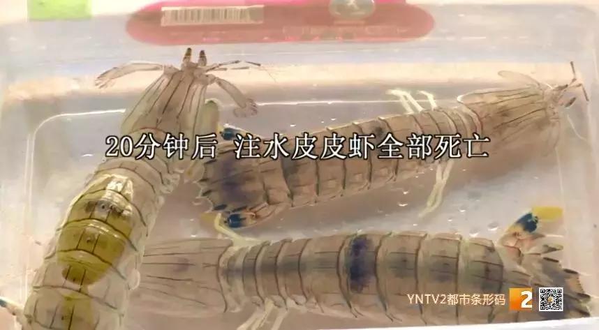 活皮皮虾用盐水泡着会死吗,皮皮虾泡水里几分钟就死了