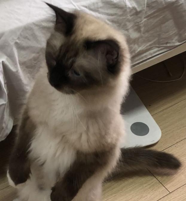 5000元左右的布偶猫怎么样,5000元买布偶猫