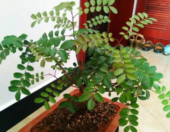 胡椒木盆景的养殖方法和技术图片,胡椒木盆景的造型都有哪些