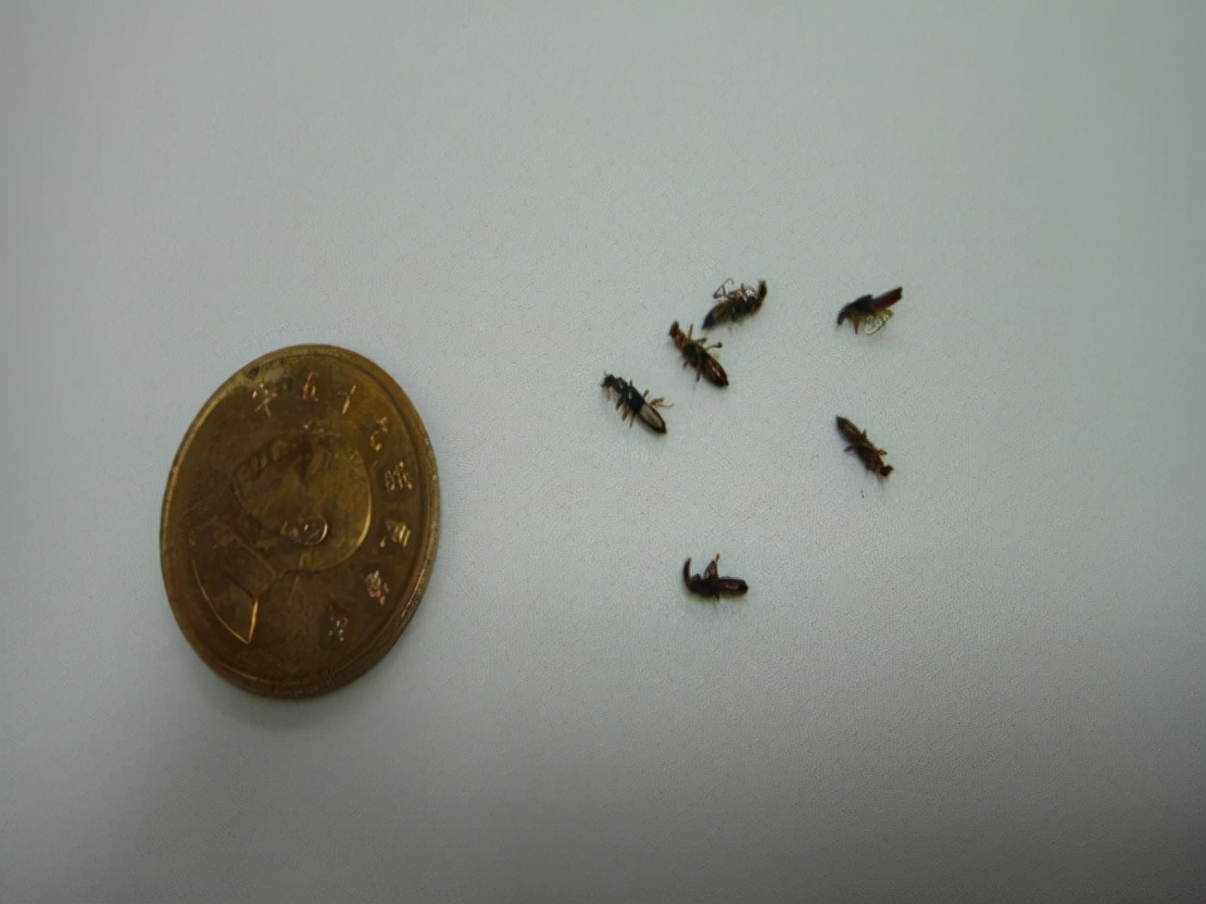 被隐翅虫咬伤有多可怕,被隐翅虫咬后症状图片及治疗方法