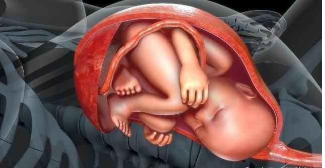 怀孕40周胎儿是什么样的,40周的孕妇是预产期到了吗