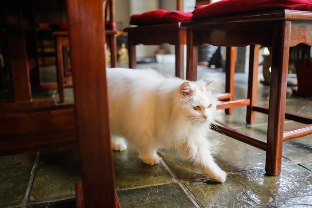 跟本喵同星座的两脚兽一定很“仙儿”