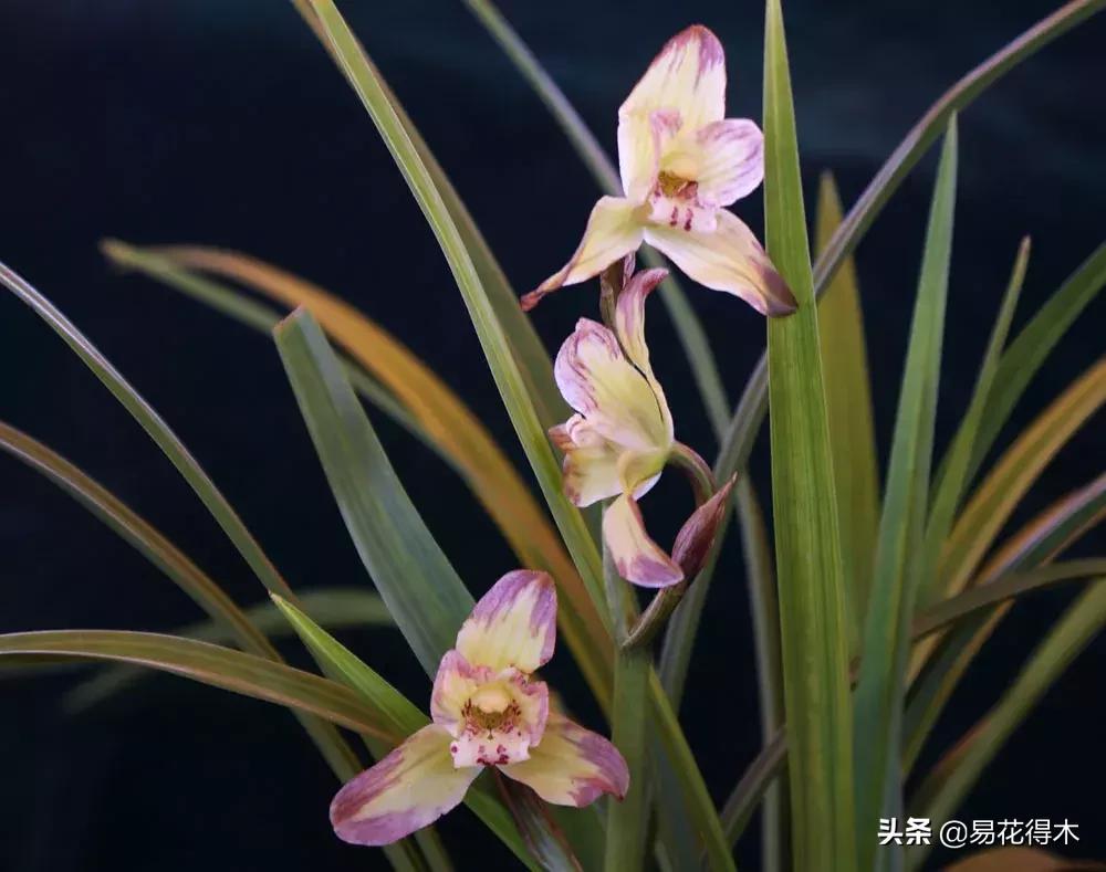 春兰春剑送春莲瓣兰蕙兰怎么分别,蕙兰春兰春剑莲瓣兰对光照的要求