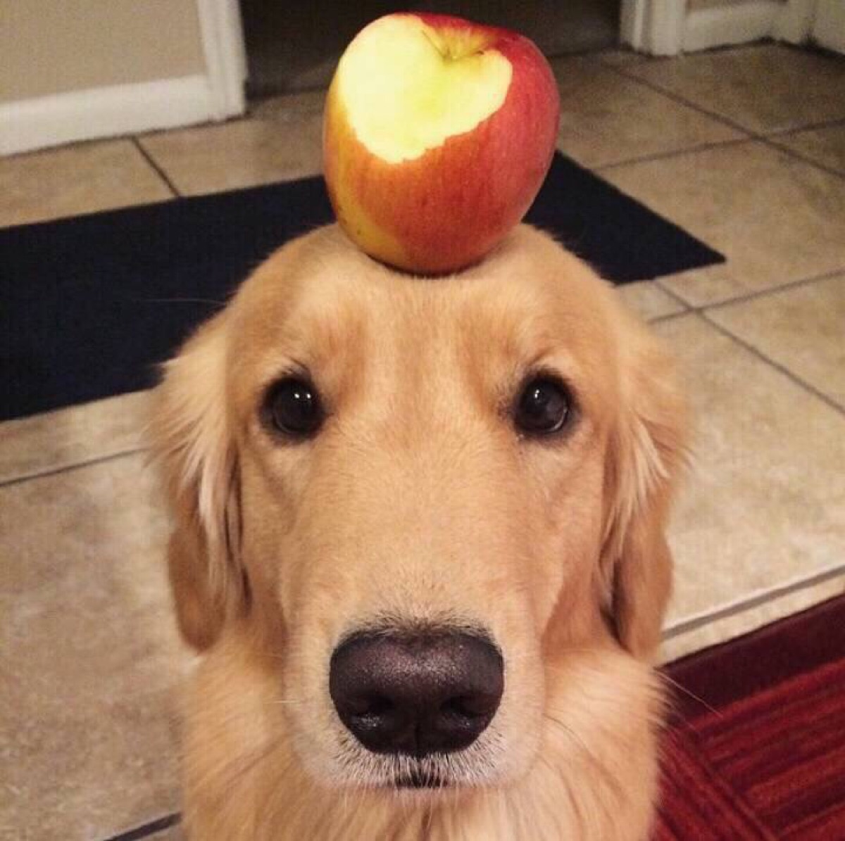 金毛和拉布拉多谁的战斗力更强,金毛和拉布拉多哪个大一些