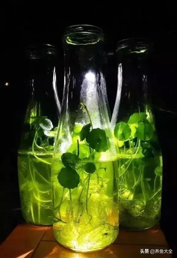 经历2次整池团灭，没关系！接着买从头再来！