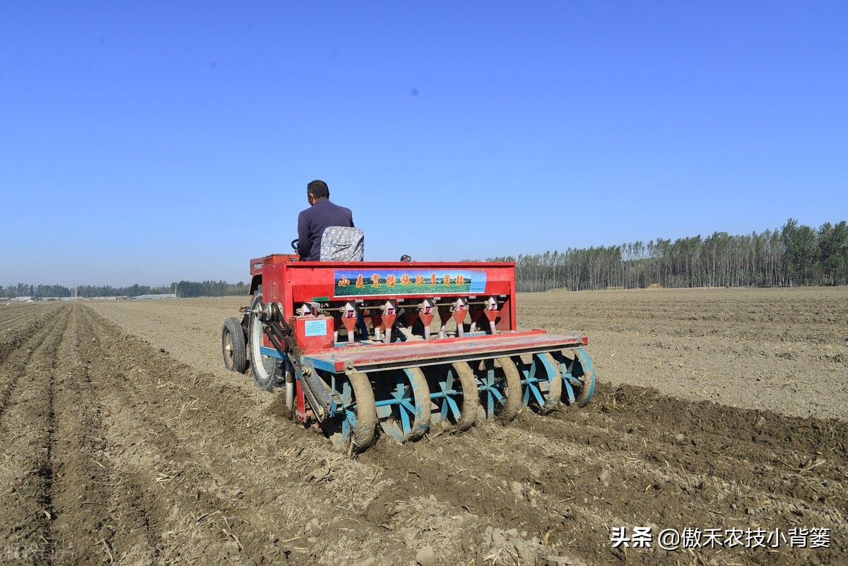 小麦早打和晚打有什么区别,小麦晚播品种能否早播