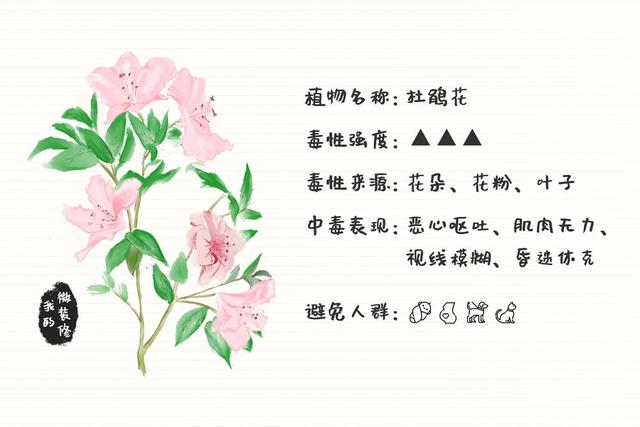 绿萝有毒长寿花有毒吗,绿萝有毒吗什么花有毒