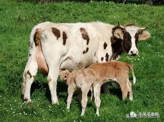 未来5年畜牧养殖业的10大商机！抓住机会你就是赢家