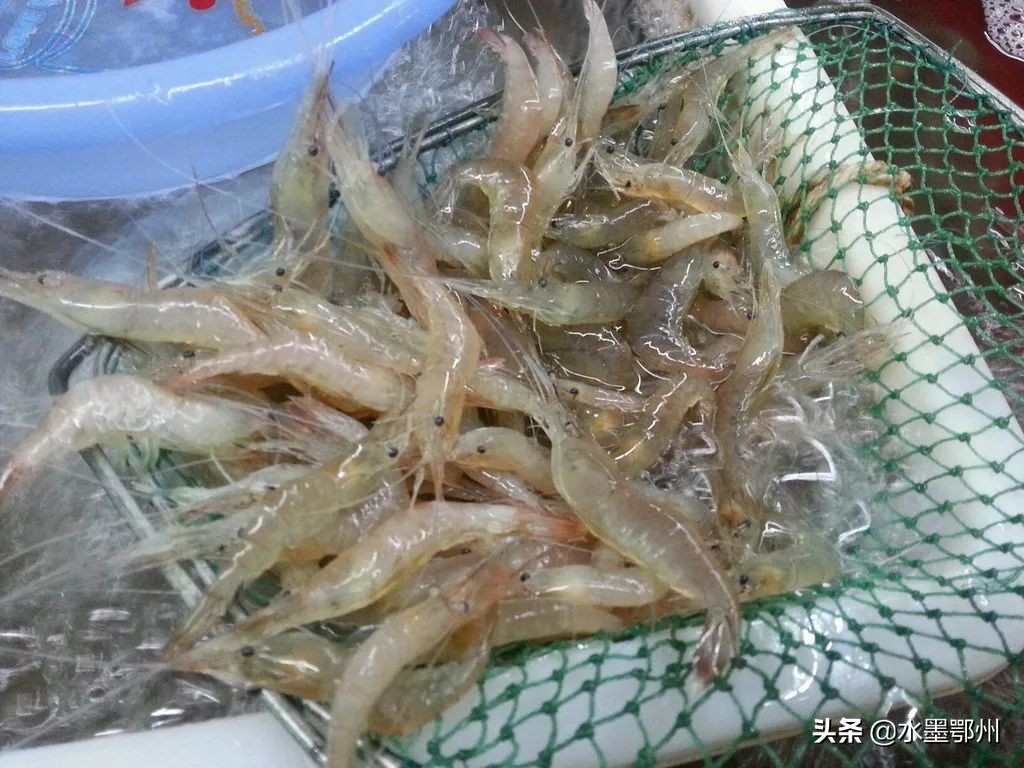 基围虾草虾算河虾吗,草虾基围虾对虾哪个贵