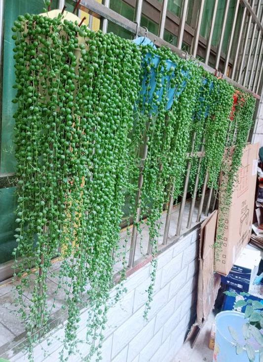 今年流行网红花,漂亮又好看的网红花