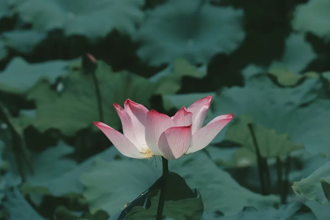 观福建农林大学的荷！赏尽一池清趣