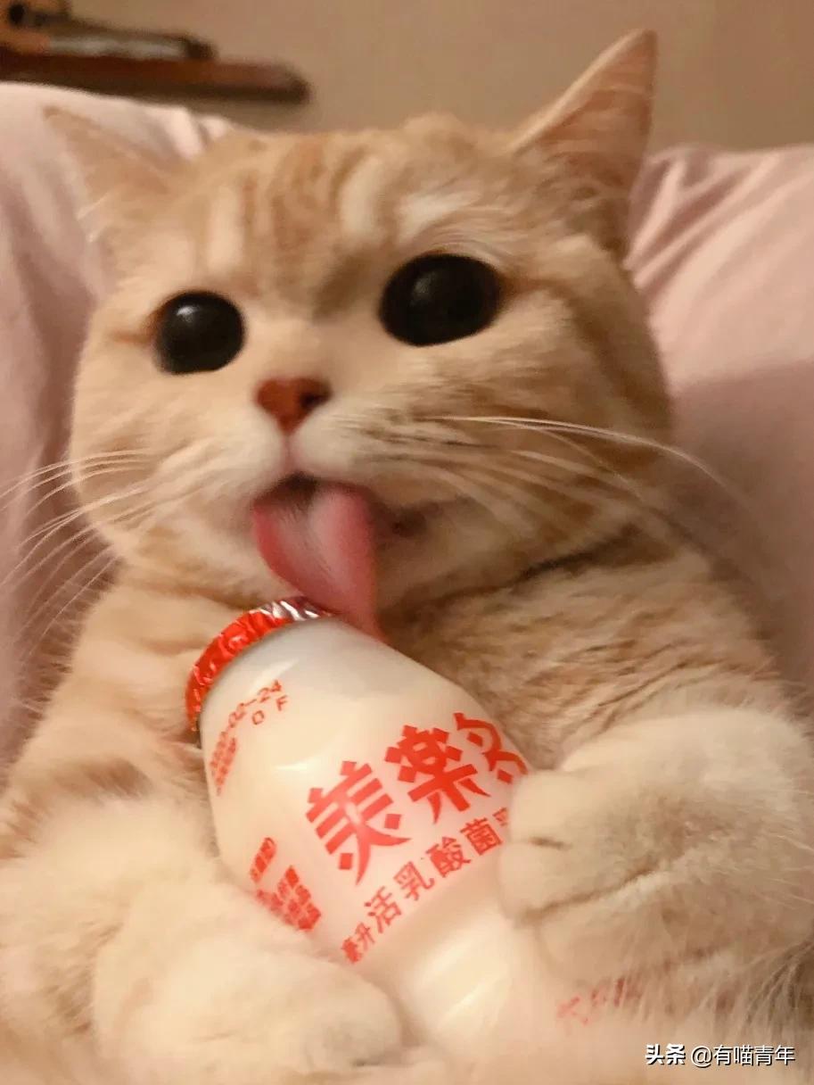 最可怕的5种猫,盘点很可怕的几种猫