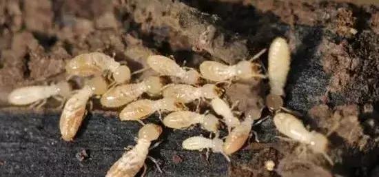 怎么预防地下害虫,地下害虫的防治方法是什么