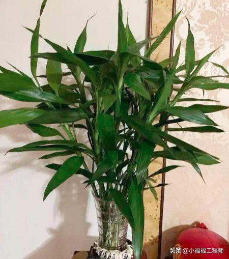 适合孕妇的室内绿植,家里有孕妇房间适合养什么植物