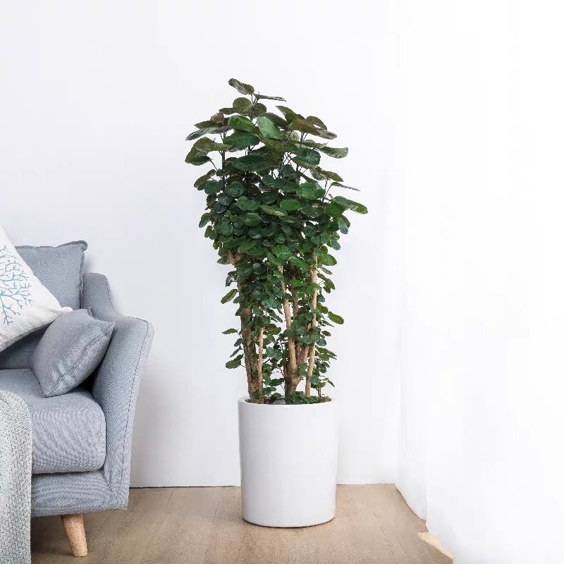 18种好养、好看、寓意超好的新家盆栽，总有一款你喜欢