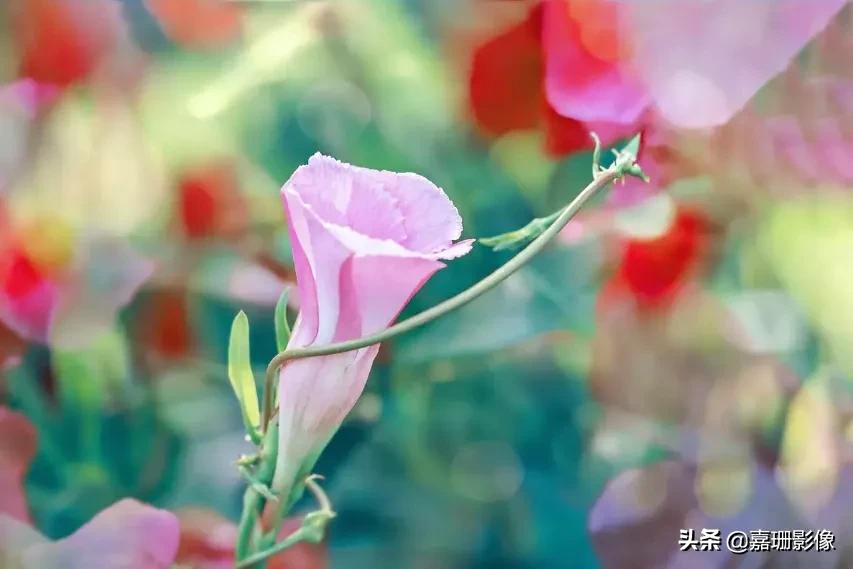 看看花容，听听花语2020年我镜头里的百种花卉