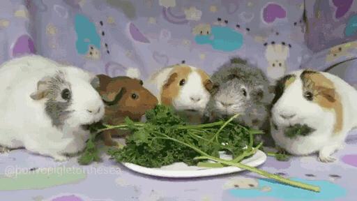 千万不要养宠物不然你会后悔的,千万别养宠物养完就后悔