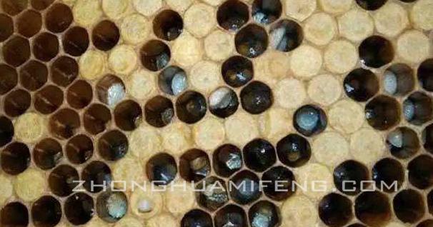 蜜蜂防治病虫害的最佳方法,蜜蜂的常见病用什么药防治